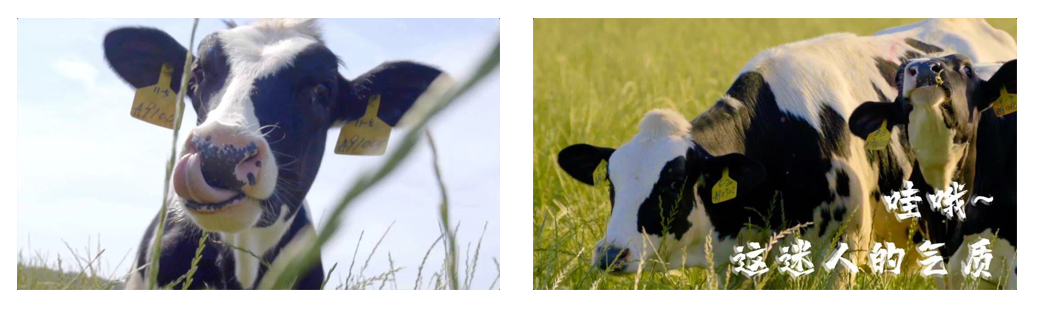 花花牛丨每天一杯奶，幸福健康喝出來?。?！