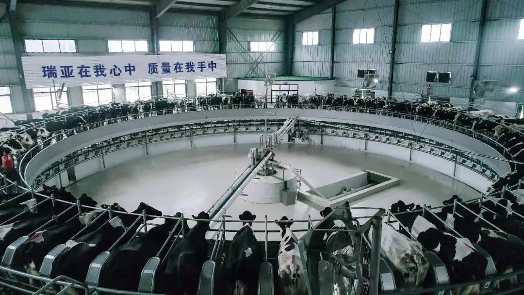 花花牛丨國家奶牛產業(yè)技術體系首席科學家、中國農業(yè)大學教授李勝利一行蒞臨花花牛魯山瑞亞參觀調研