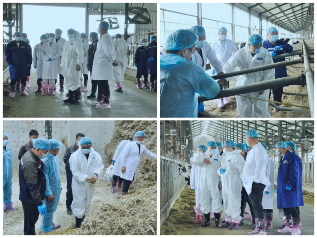 花花牛丨國家奶牛產業(yè)技術體系首席科學家、中國農業(yè)大學教授李勝利一行蒞臨花花牛魯山瑞亞參觀調研