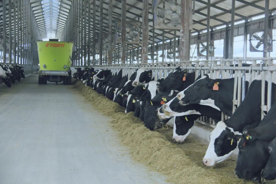 花花牛丨駐馬店市遂平縣政協黨組書記、主席張衛東一行蒞臨花花牛魯山瑞亞牧場參觀 花花牛丨駐馬店市遂平縣政協黨組書記、主席張衛東一行蒞臨花花牛魯山瑞亞牧場參觀