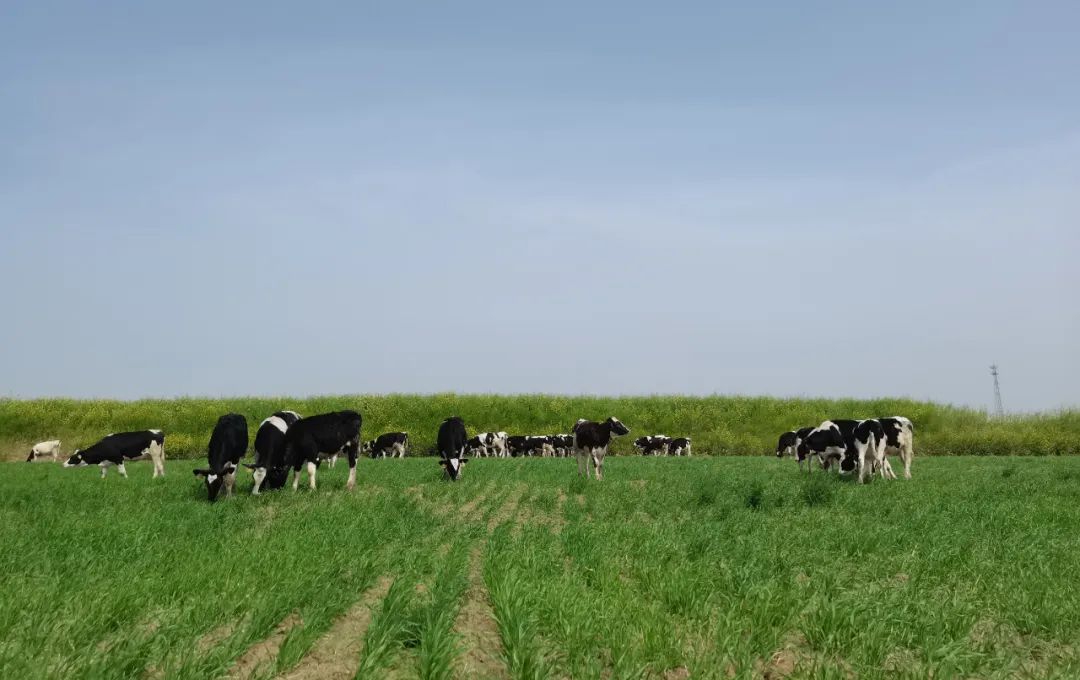 繼往開(kāi)來(lái) · 再創(chuàng)輝煌 | 花花牛乳業(yè)集團(tuán)召開(kāi)9月?tīng)I(yíng)銷(xiāo)、養(yǎng)殖及飼料月度經(jīng)營(yíng)工作會(huì)議