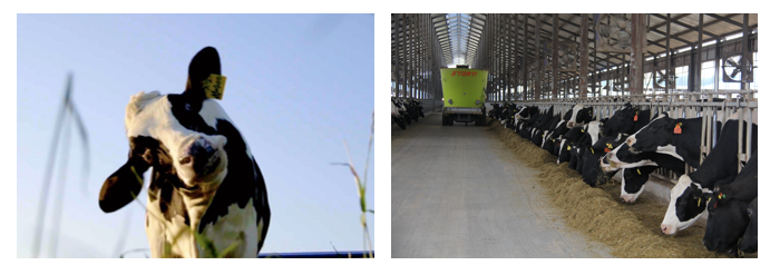 榮譽 | 2019年度河南省美麗牧場名單新鮮出爐 花花牛乳業集團旗下六個牧場榜上有名