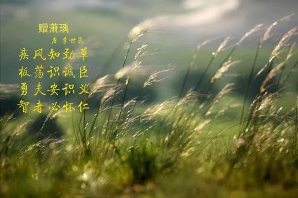 花花牛 | 疾風來臨，你是不是勁草？